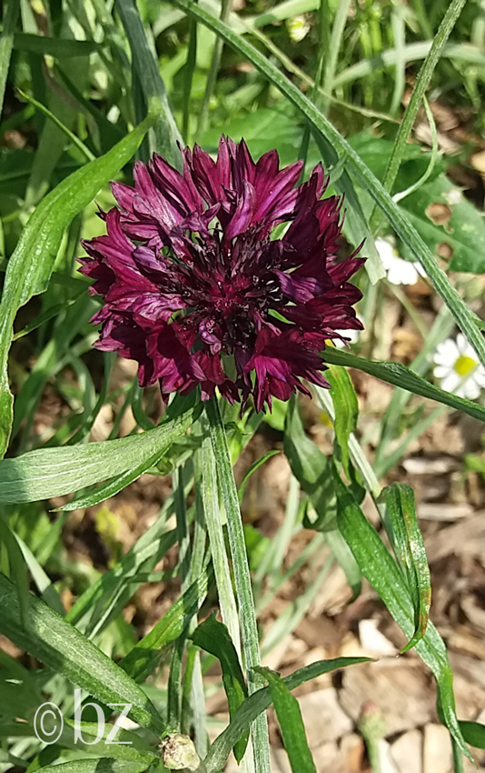 Wildblumen am Wegesrand