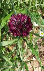 Wildblumen am Wegesrand