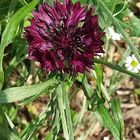 Wildblumen am Wegesrand