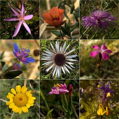 Wildblumen am Wegesrand