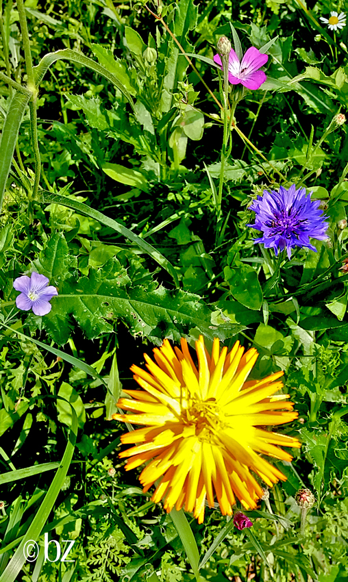 Wildblumen am Wegesrand