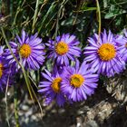 Wildblumen am Wegesrand im Wallis (Schweiz)