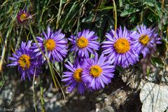 Wildblumen am Wegesrand im Wallis (Schweiz)