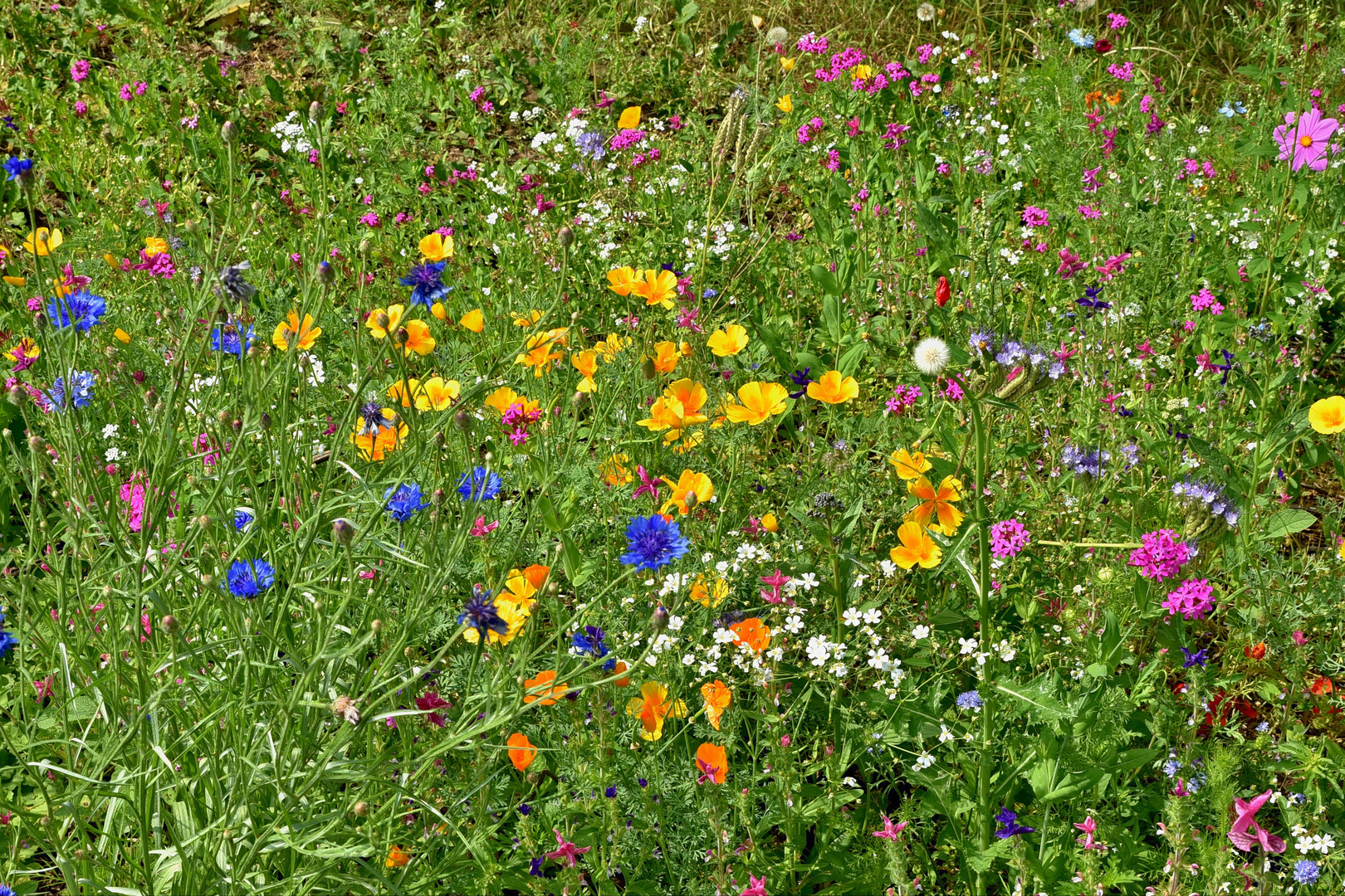 Wildblumen am Wegrand