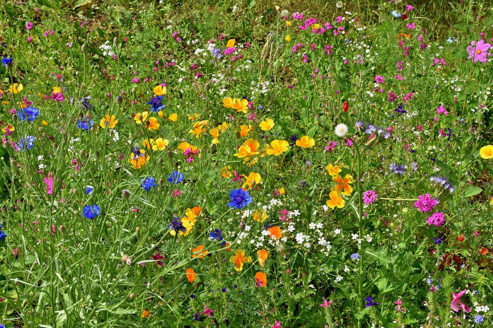 Wildblumen am Wegrand Foto & Bild world, frühling, natur Bilder auf