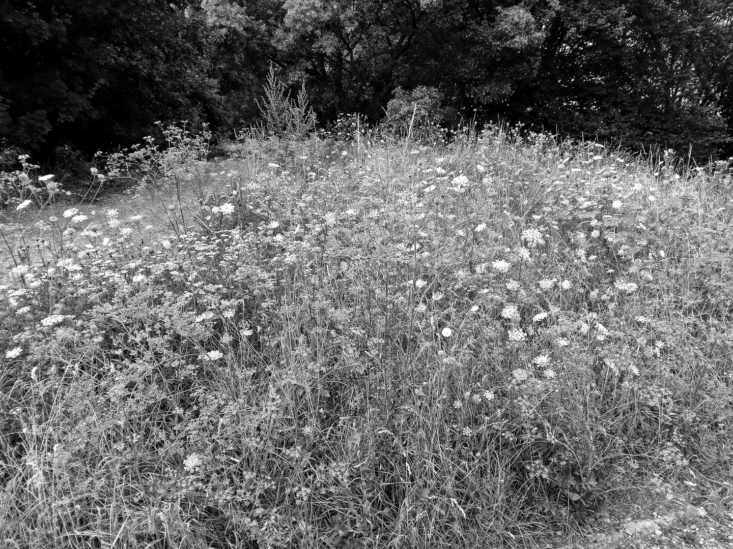 Wildblumen b-w