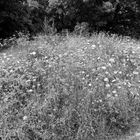 Wildblumen b-w