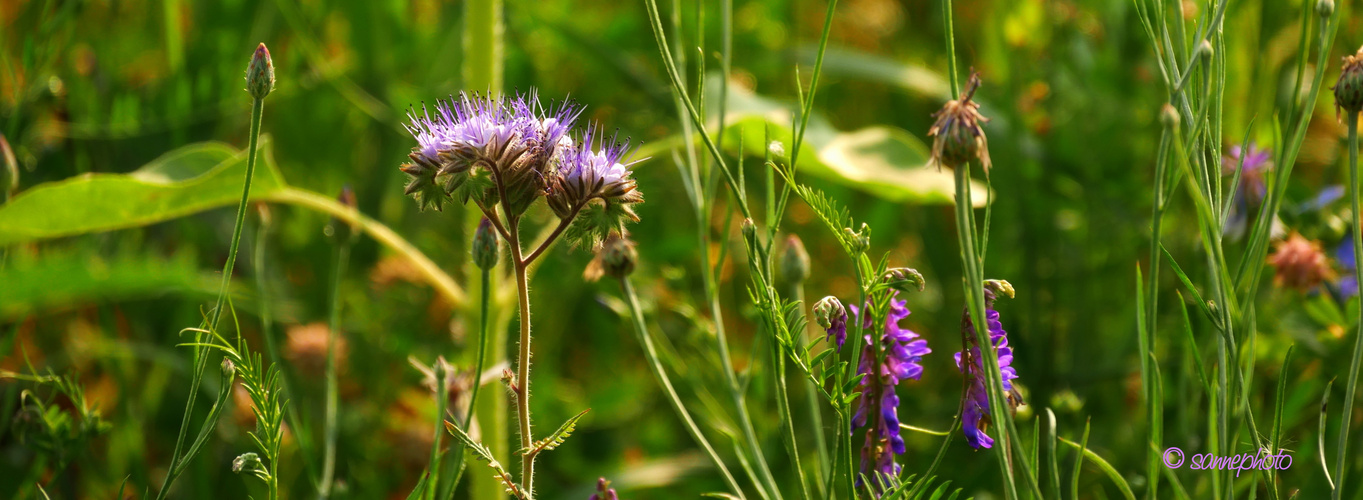 Wildblumen