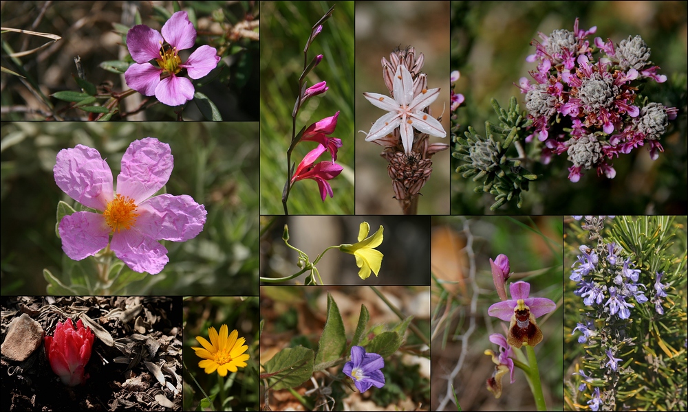 Wildblumen-Bilderbogen Mallorca im März!