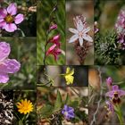 Wildblumen-Bilderbogen Mallorca im März!