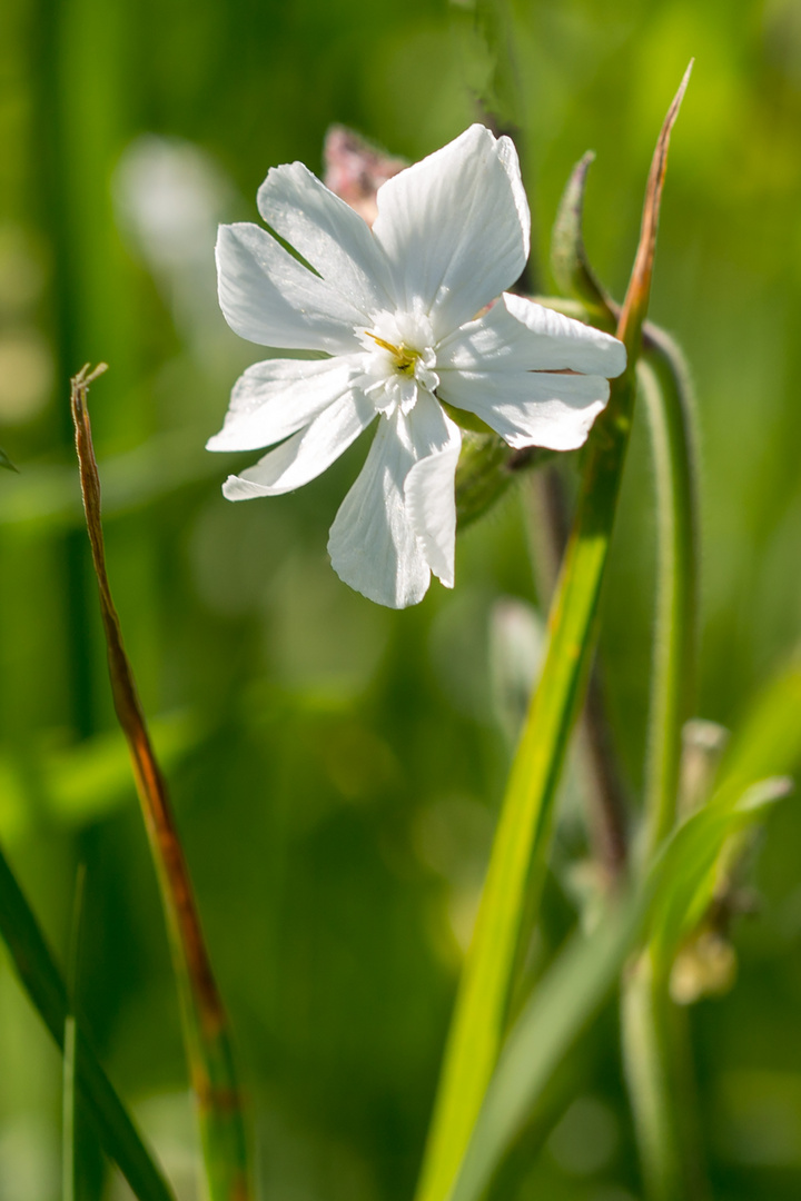 Wildblumen-Blüte