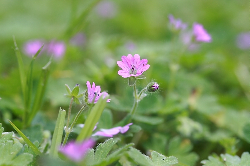 Wildblumen