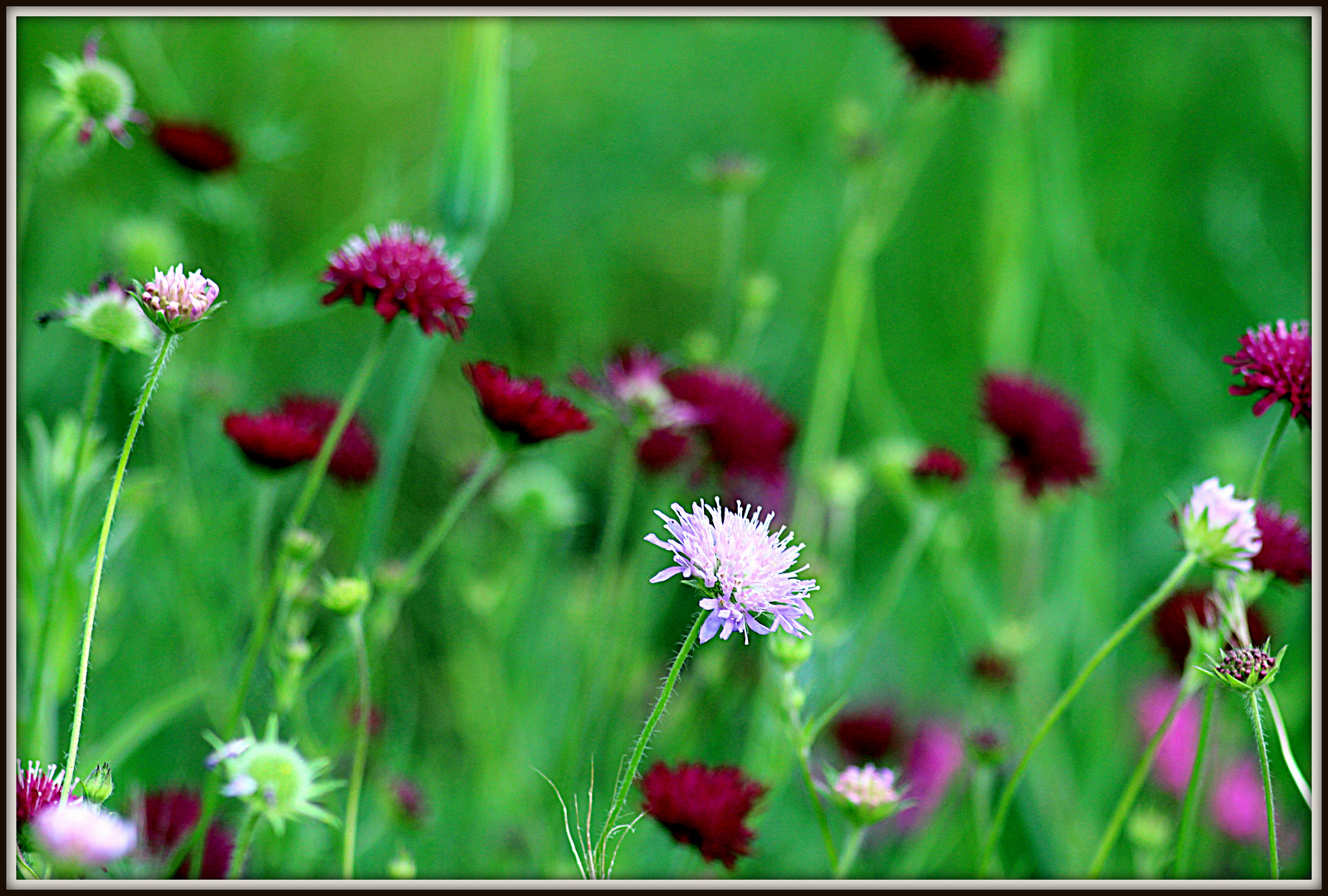 WILDBLUMEN