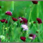 WILDBLUMEN