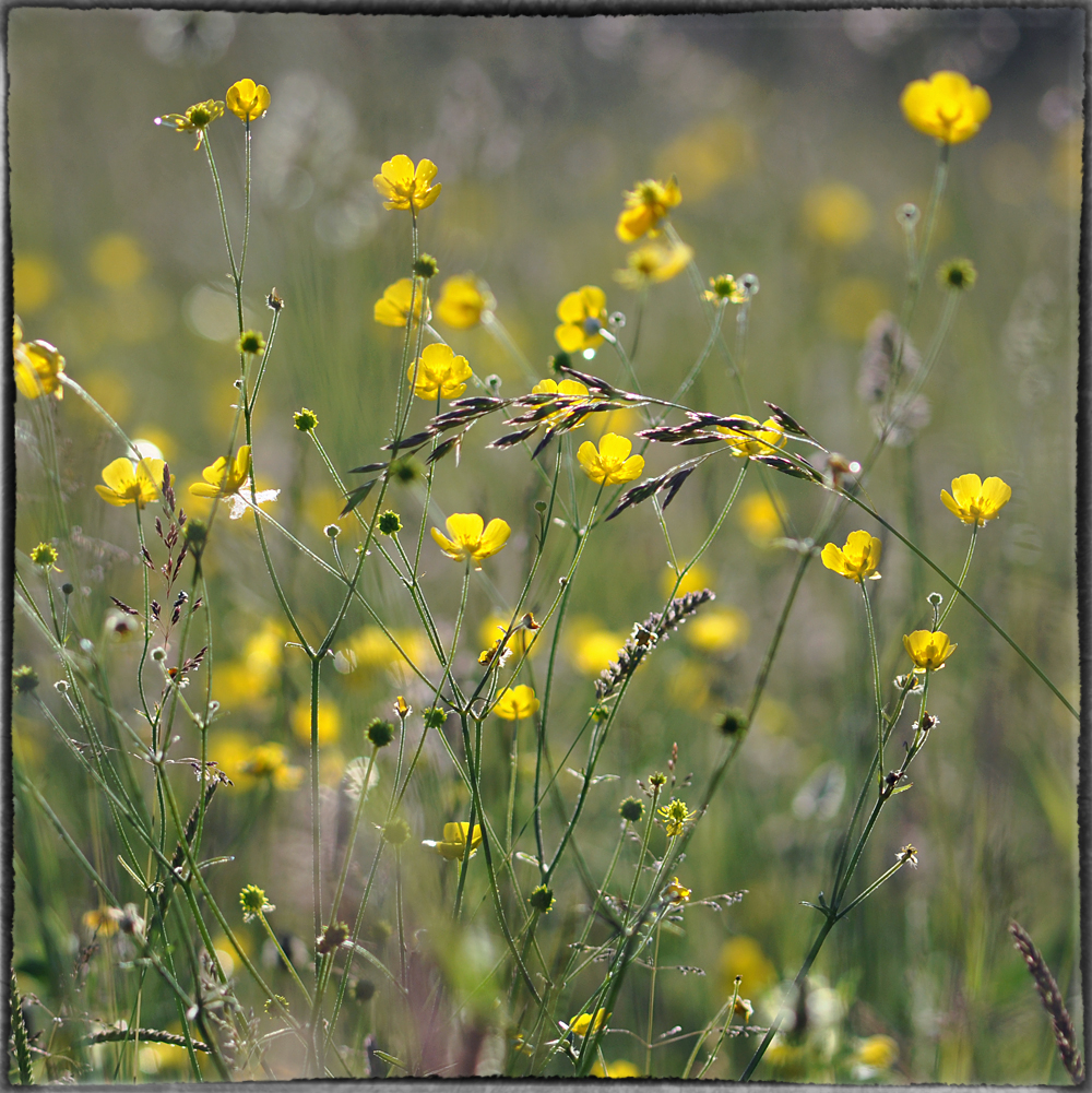 Wildblumen