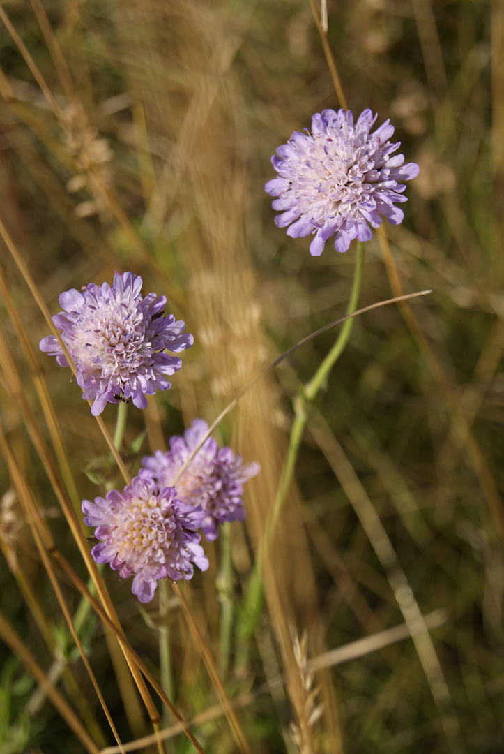 Wildblumen