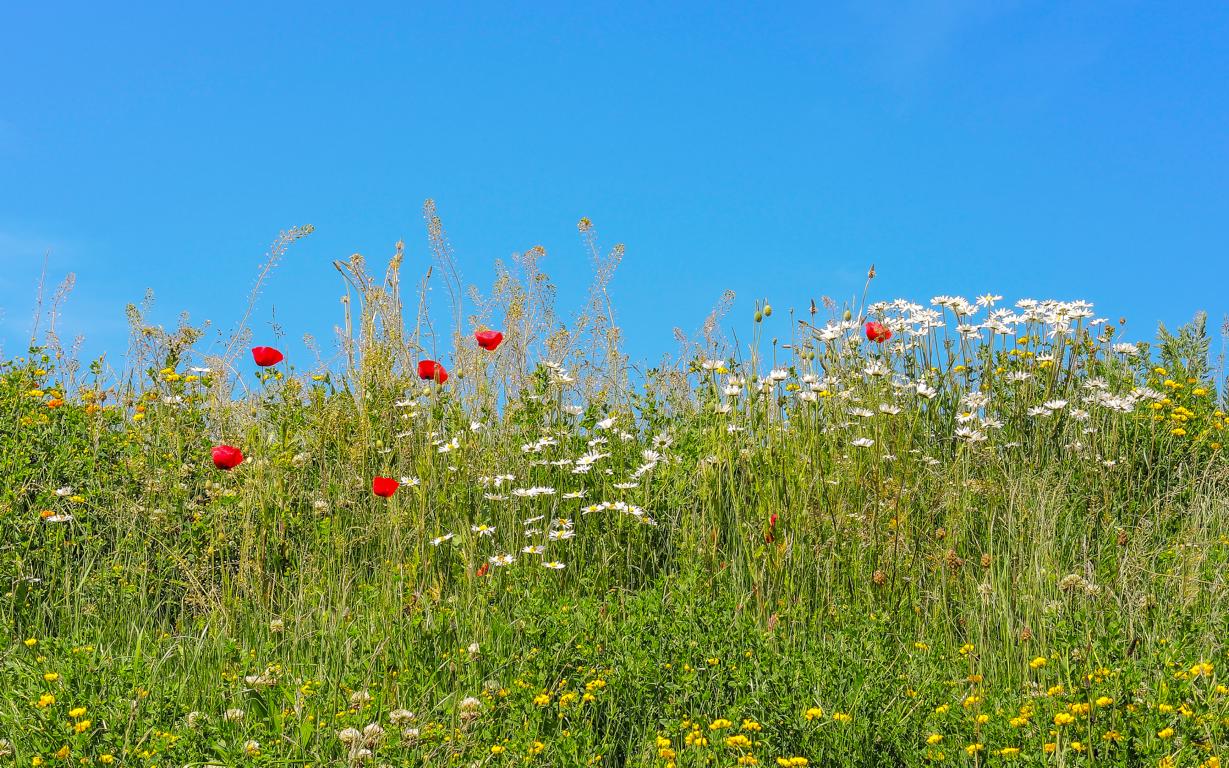 Wildblumen