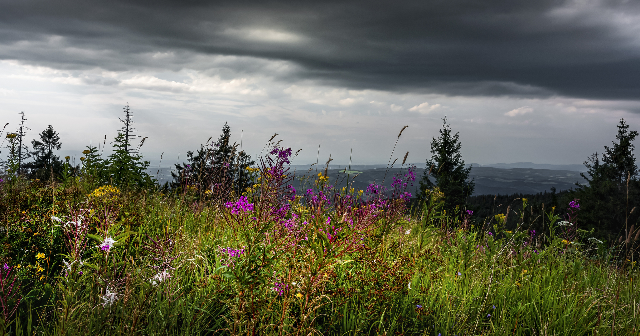 Wildblumen.