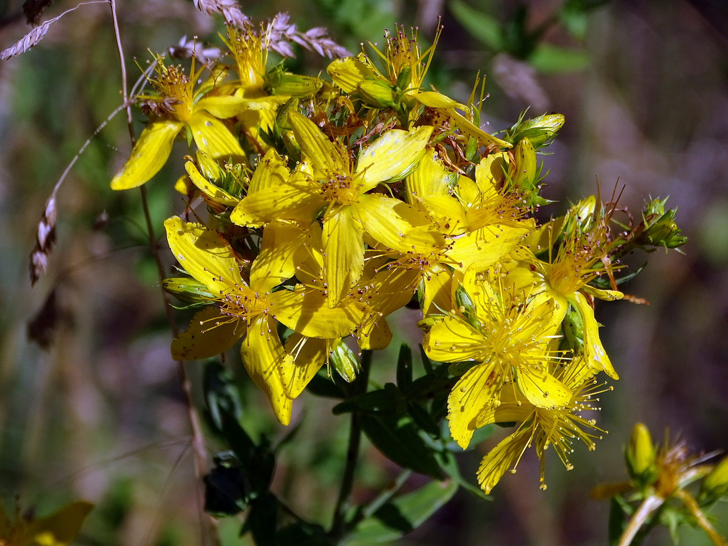 Wildblumen