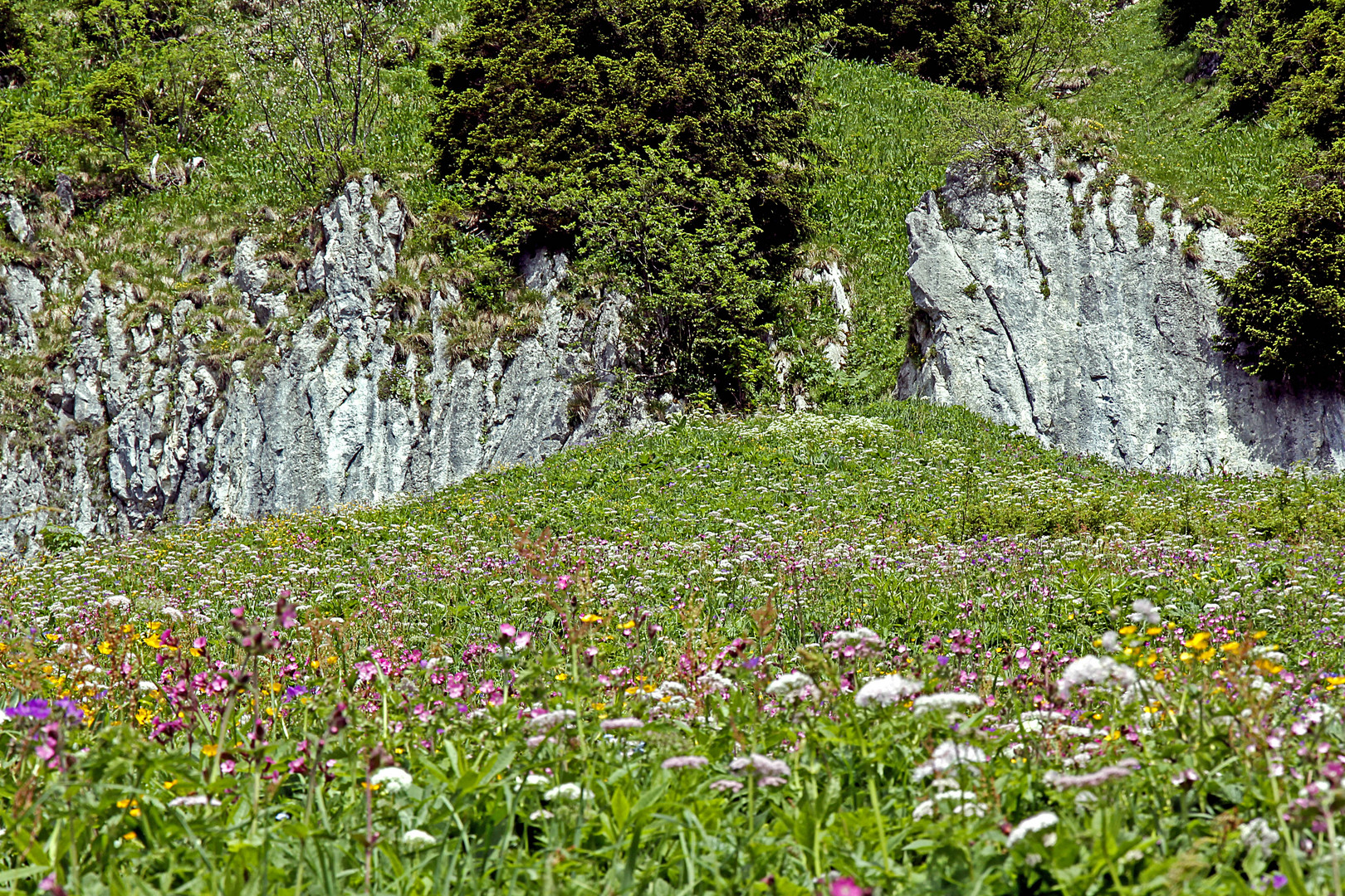 Wildblumen für viele Insekten und Naturfreunde