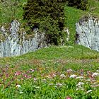 Wildblumen für viele Insekten und Naturfreunde