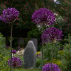 Wildblumen Garten Friedhof Ohlsdorf 