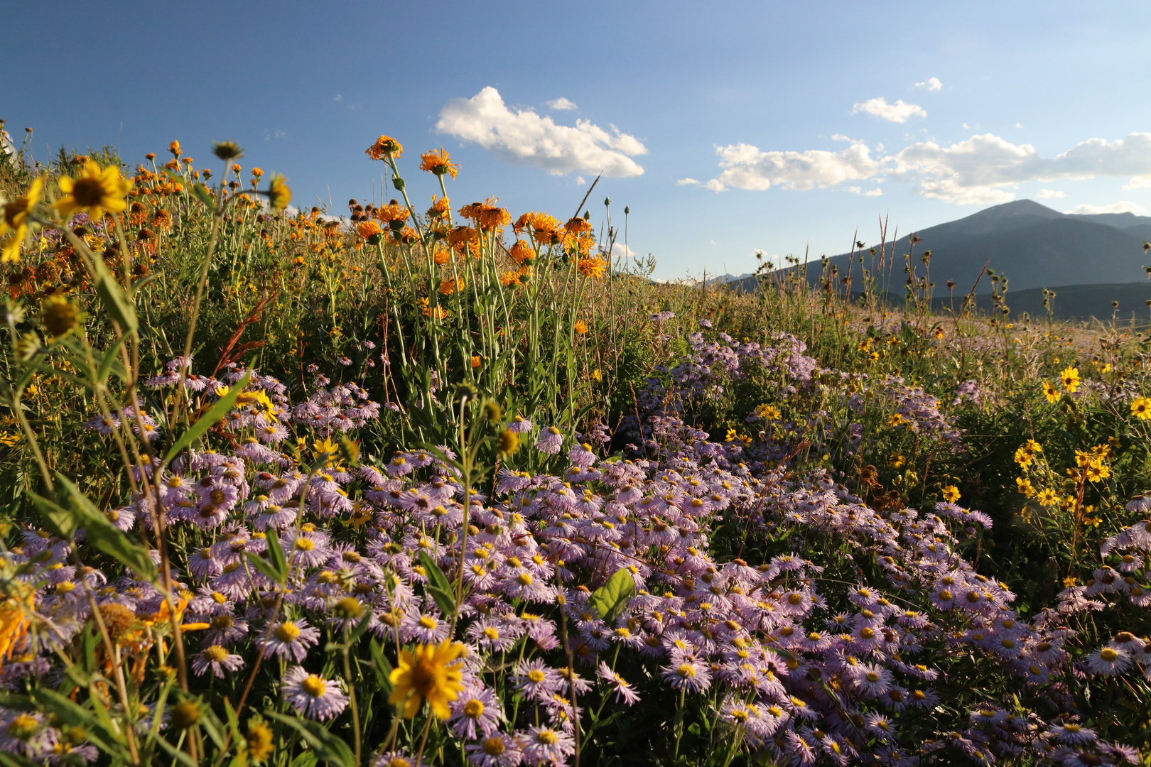 Wildblumen-Hauptstadt