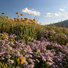 Wildblumen-Hauptstadt