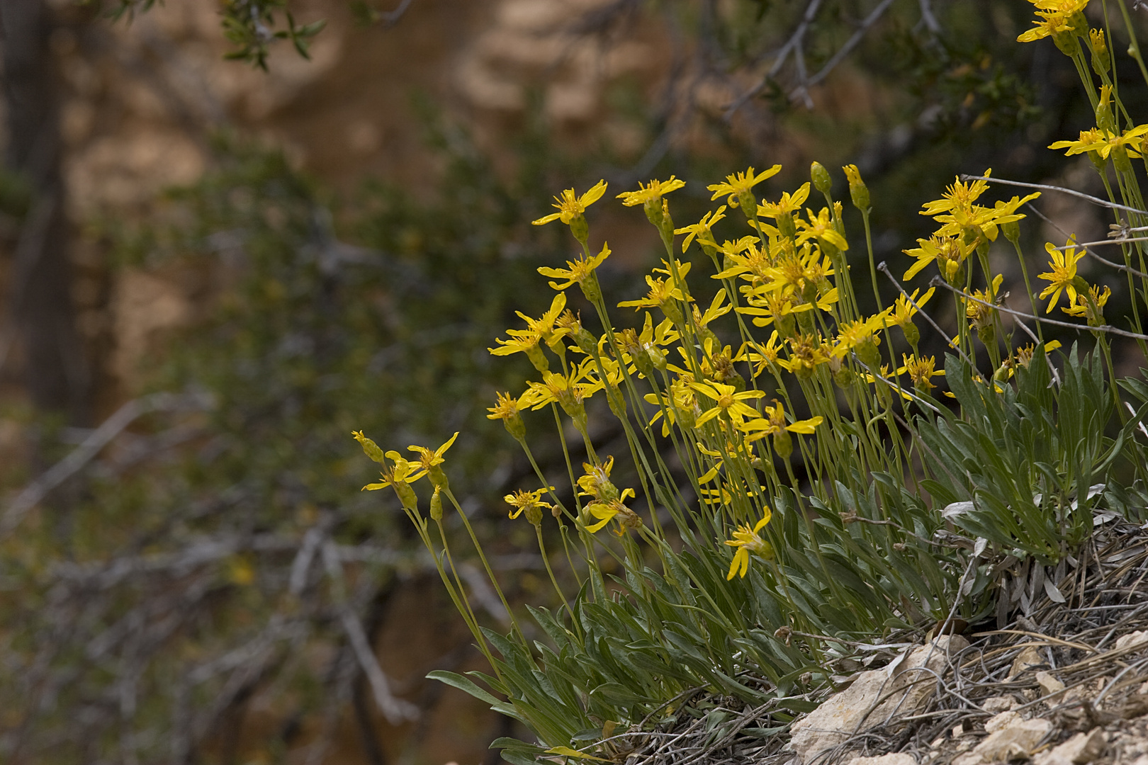 Wildblumen im Bryce Canyon