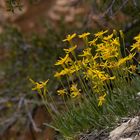 Wildblumen im Bryce Canyon