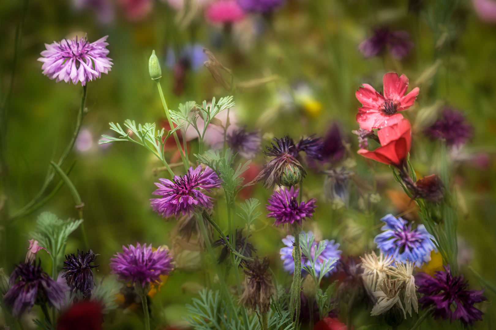 Wildblumen im Frühsommer