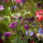 Wildblumen im Frühsommer