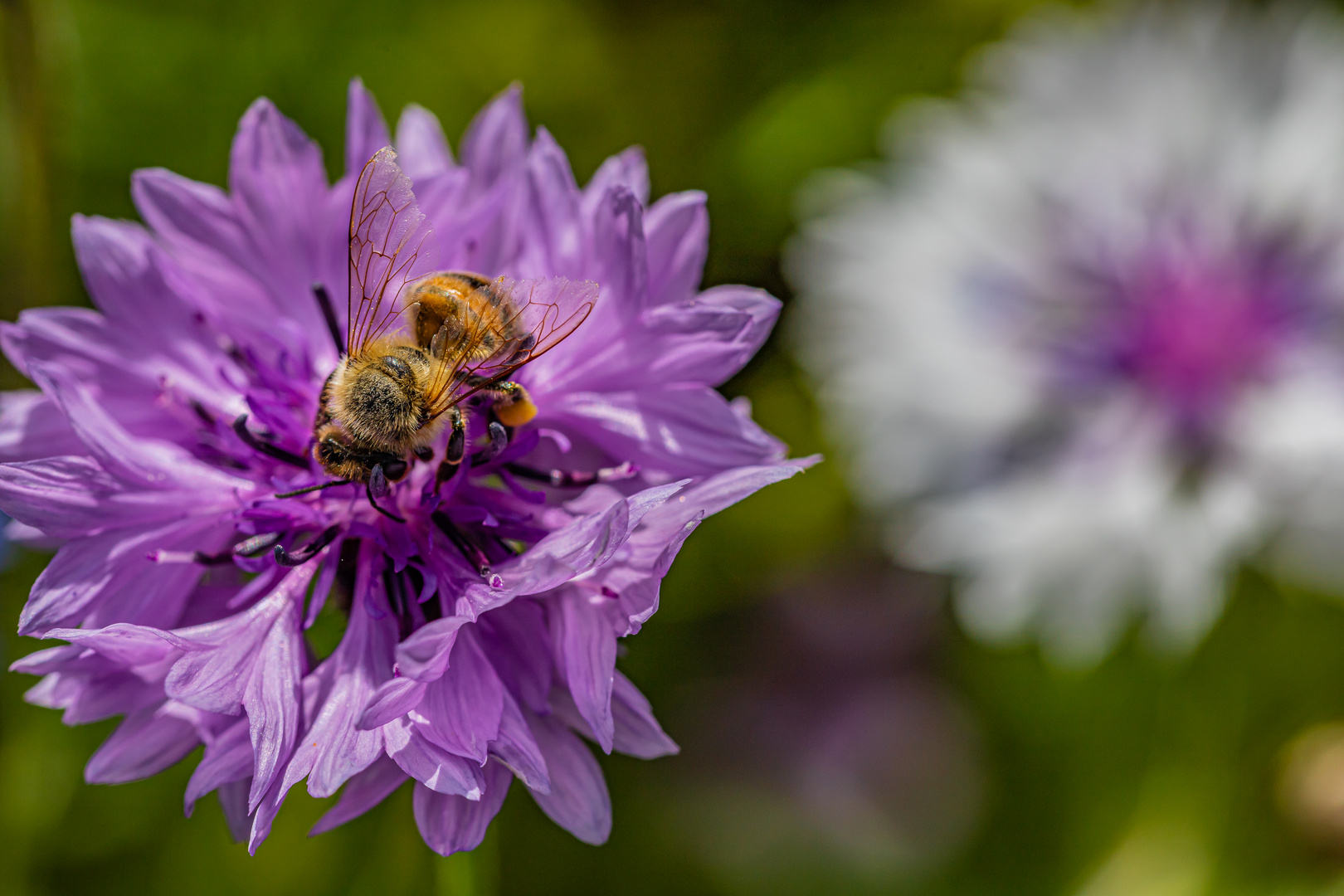 Wildblumen im Garten