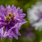 Wildblumen im Garten