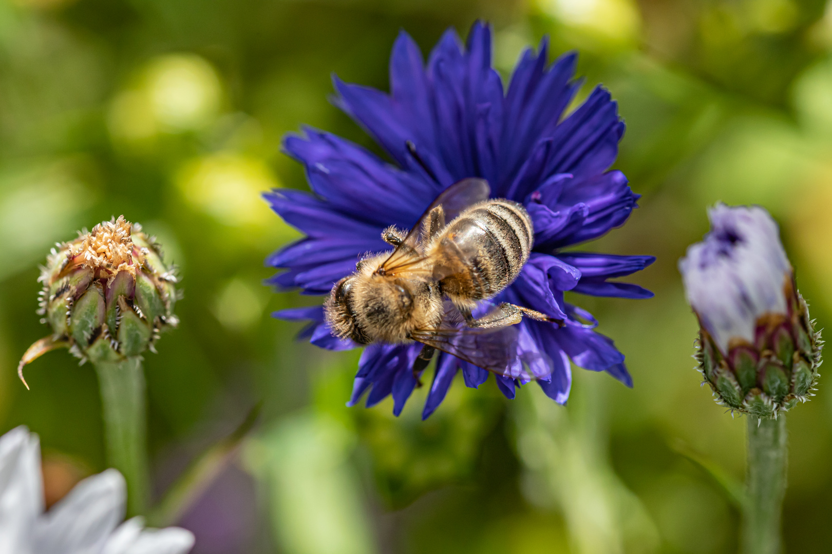 Wildblumen im Garten