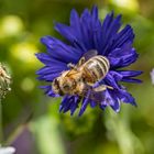 Wildblumen im Garten