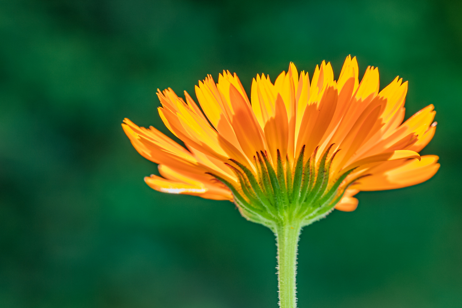 Wildblumen im Garten