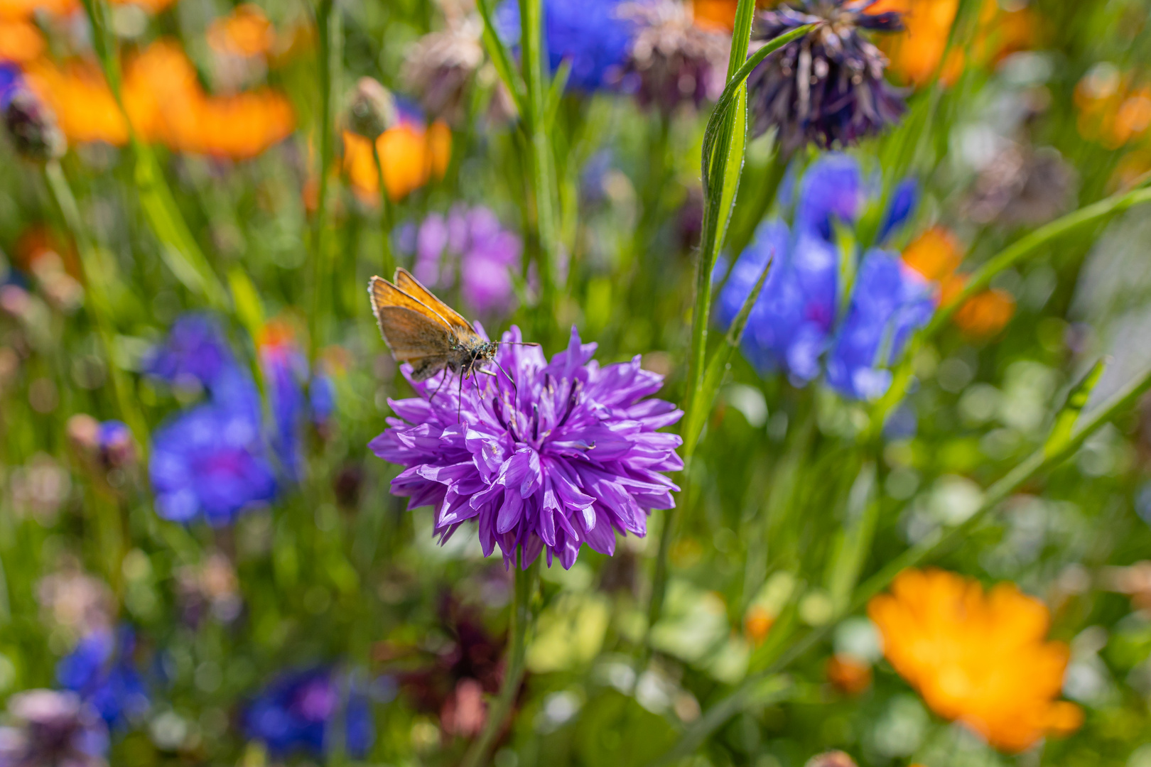 Wildblumen im Garten