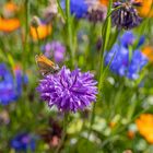 Wildblumen im Garten