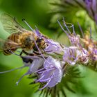 Wildblumen im Garten