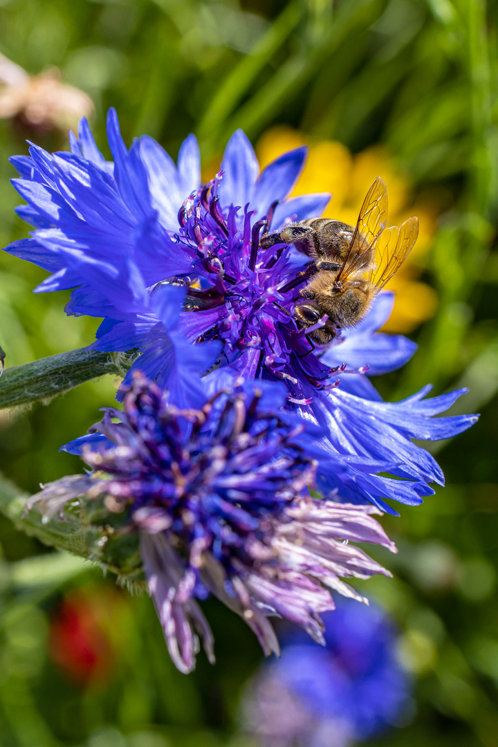 Wildblumen im Garten