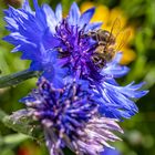 Wildblumen im Garten