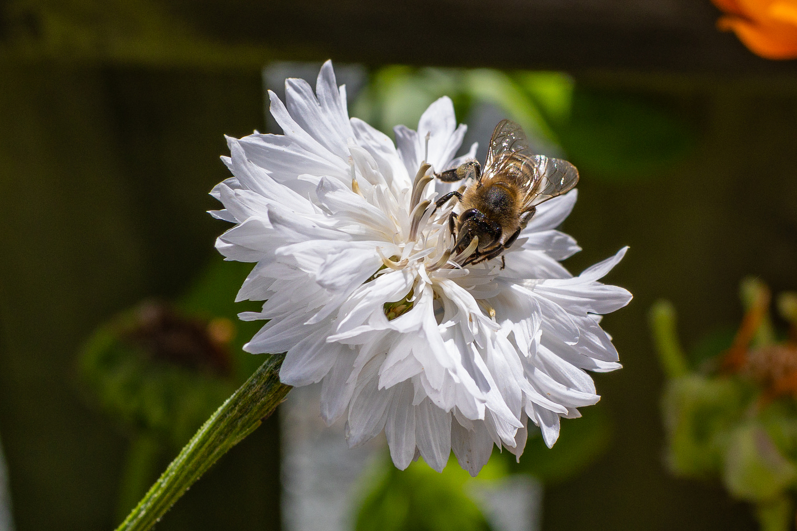 Wildblumen im Garten