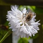 Wildblumen im Garten