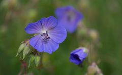 Wildblumen im Geigental