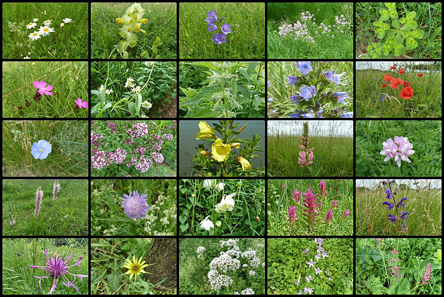 Wildblumen im Kaiserstuhl Foto & Bild pflanzen, pilze & flechten