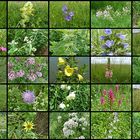 Wildblumen im Kaiserstuhl