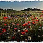  "Wildblumen im Morgenlicht"