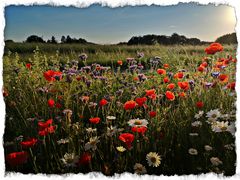  "Wildblumen im Morgenlicht"