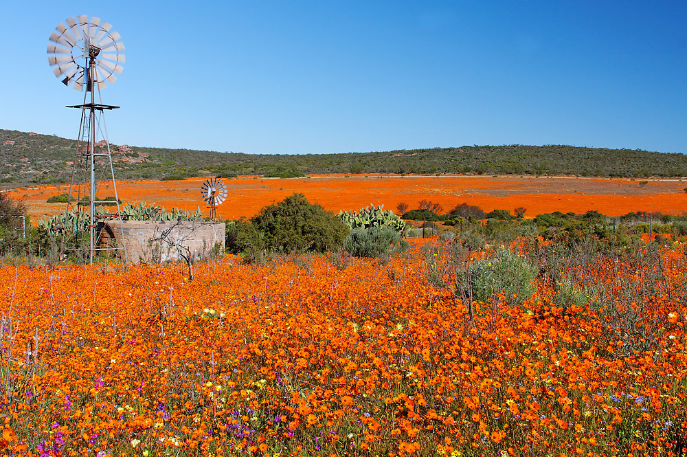 Wildblumen im Namaqualand